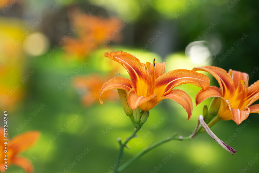 Impressionist Tiger Lily #2