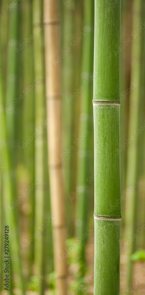 Beautiful vertical bamboo stalks with leaves in the background.