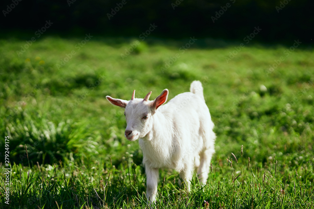 white goat on a meadow white goat on a meadow