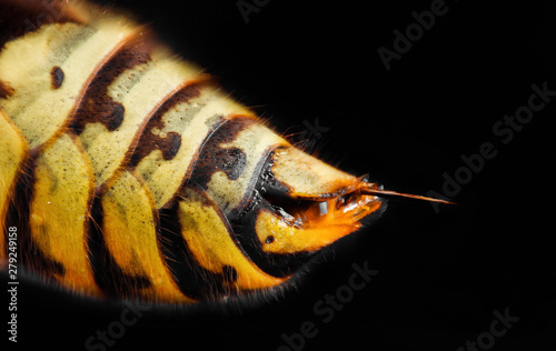 Extreme magnification - Wasp body with stinger