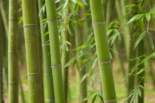 Beautiful horizontal bamboo stalks with leaves in the background.