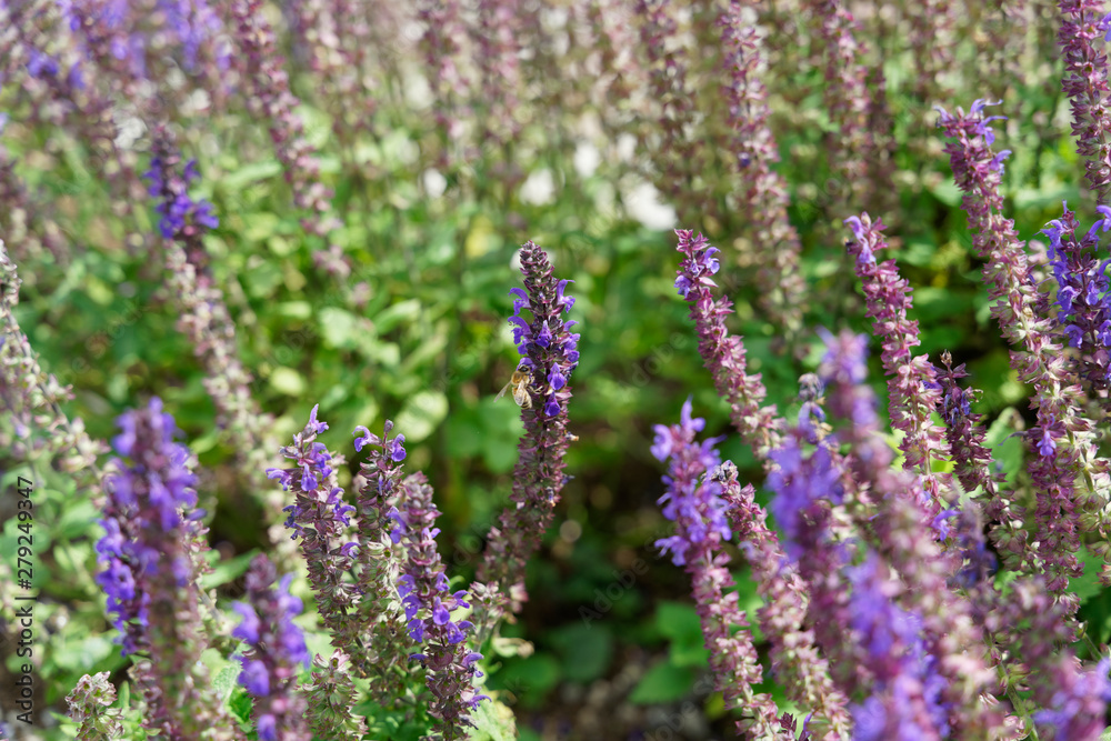 Obraz premium Biene beim Sammeln / Bee at the Flower