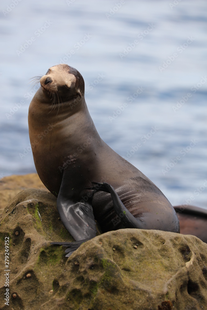 Fototapeta premium California sea lion