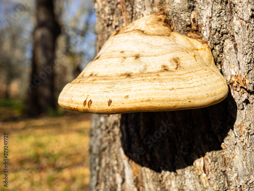 Mushroom in an oak forest in autumn