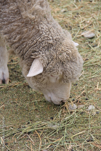 牧草を食べる羊の頭部分(ニュージーランド)