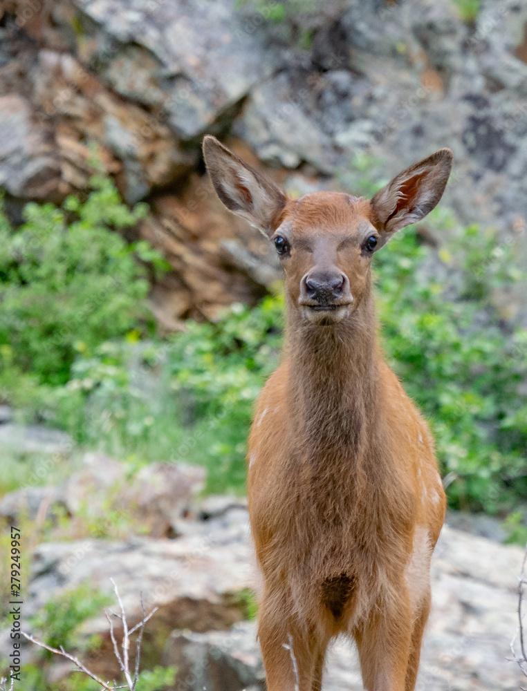 Curious Elk Calf Curious Elk Calf