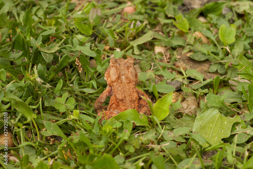 Back of an American toad frog in the grass.
