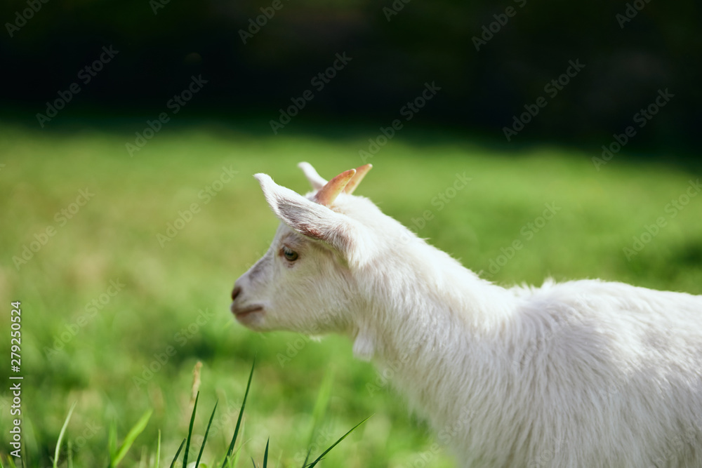 Obraz premium goat on green grass