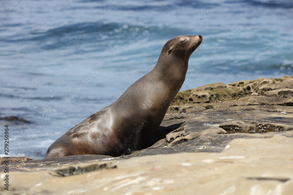 Fototapeta premium California sea lion