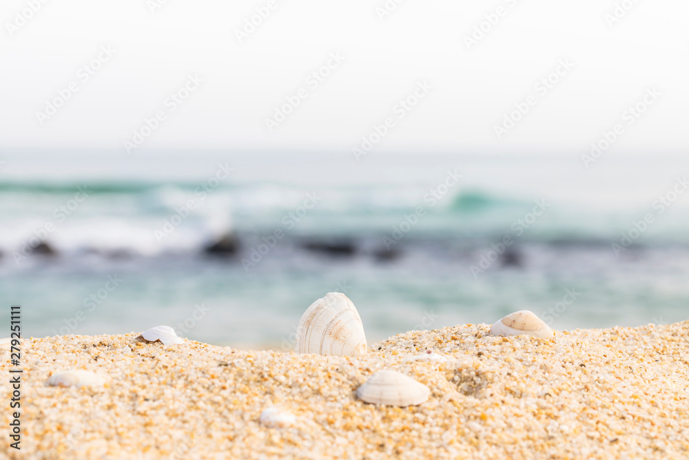 sea shell on the beach sea shell on the beach