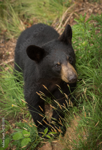 A young black bear (Ursus americanus) standing tall in the mountains of Western North Carolina. This is near the border of Tennessee. © jadimages