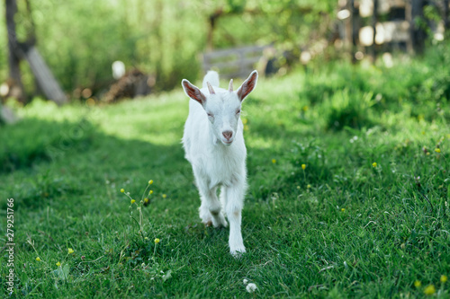 goat on green grass