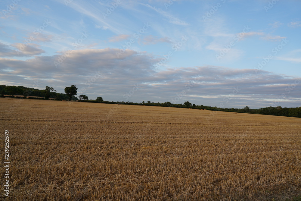 fresh green sunset landscape with blue sky and clouds