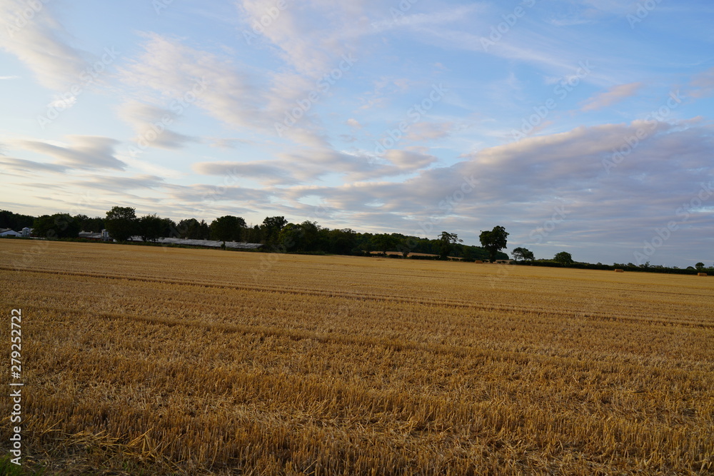 Fototapeta premium fresh green sunset landscape with blue sky and clouds