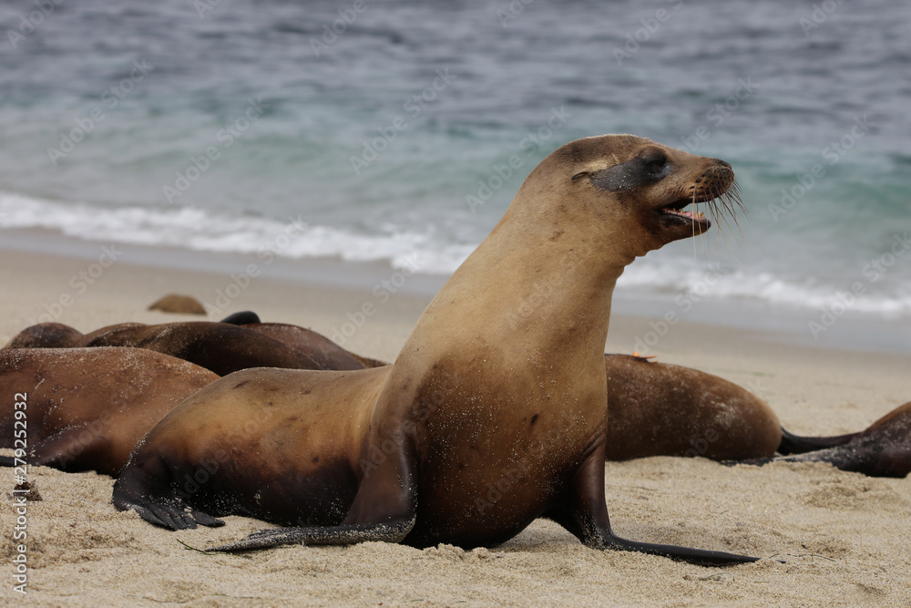 Fototapeta premium California sea lion