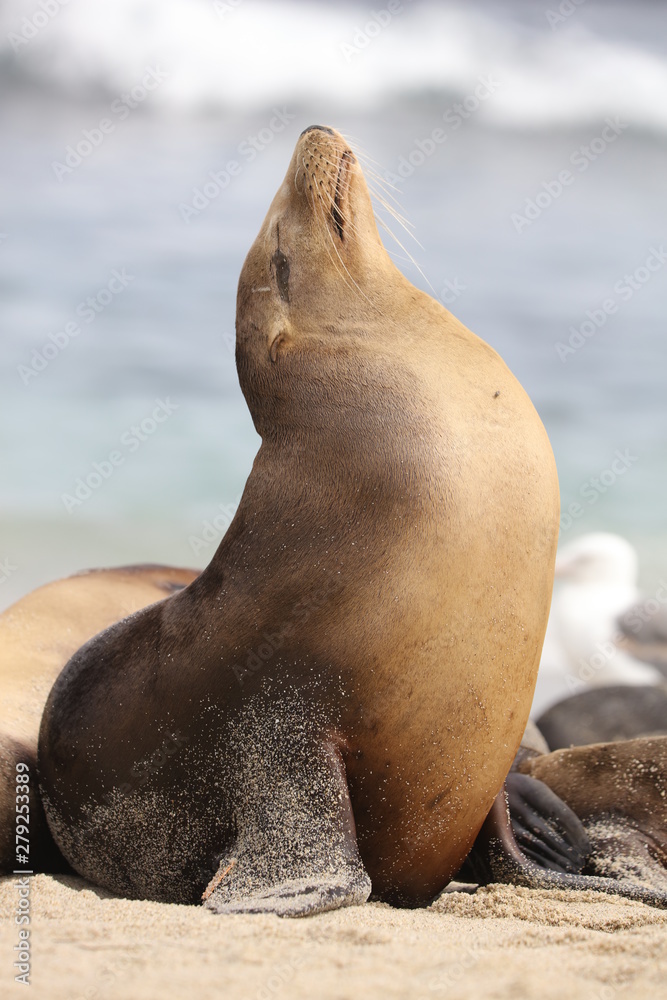 Fototapeta premium California sea lion