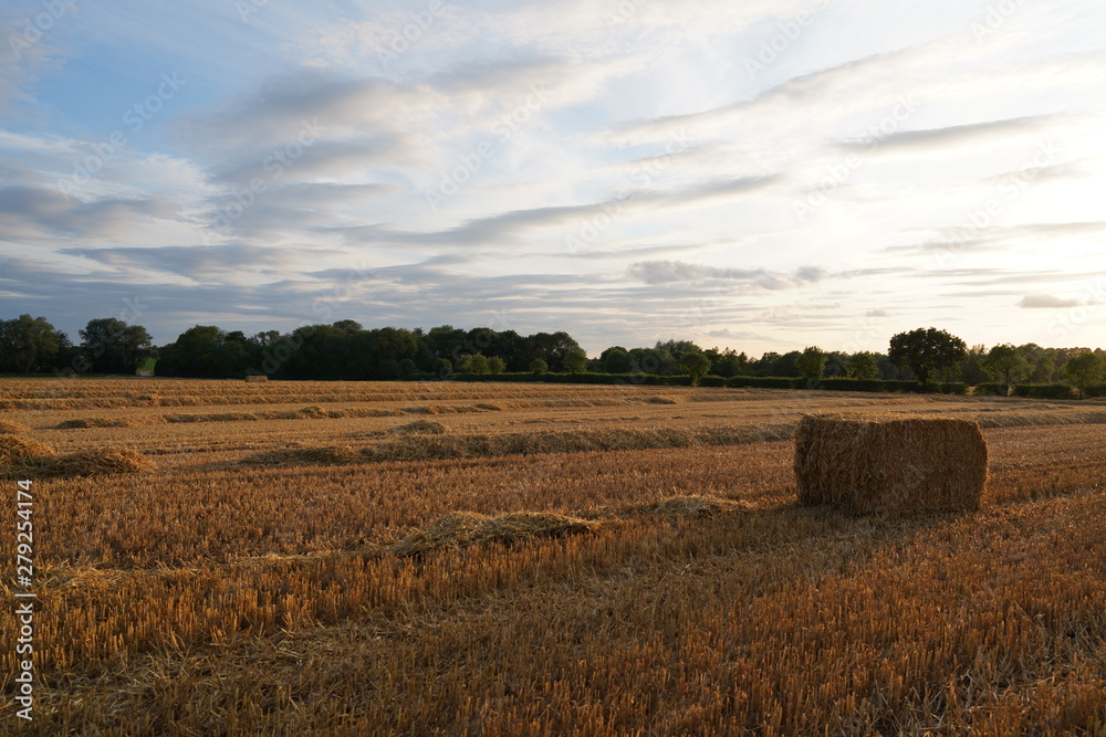 Fototapeta premium green landscape and blue sky with clouds