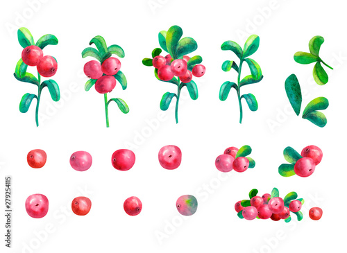 Ripe berry cowberry on white background is isolated. Clipart. Watercolor illustration.