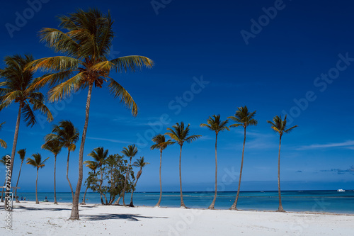 palm trees on the beach