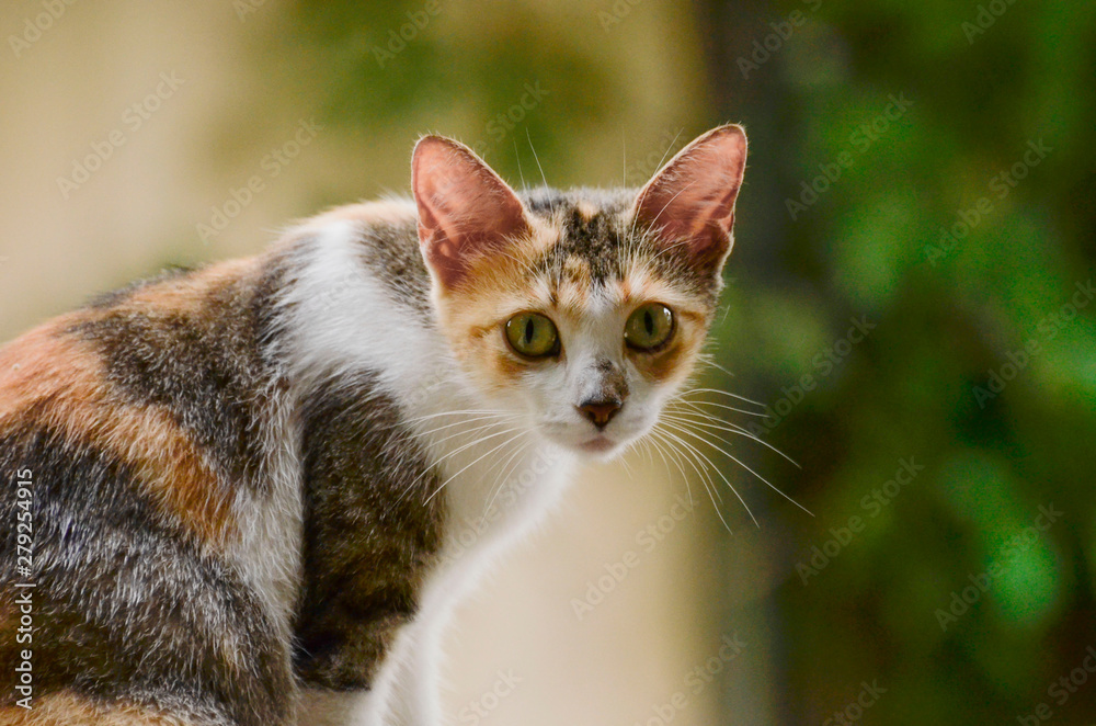 stray calico staring straight at you