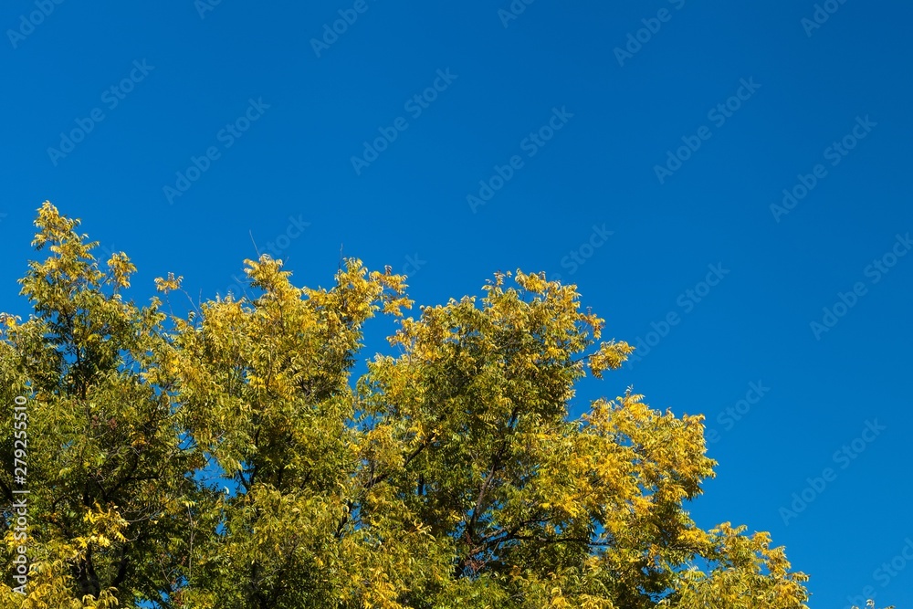 Autumn leaves in treetops with blue sky