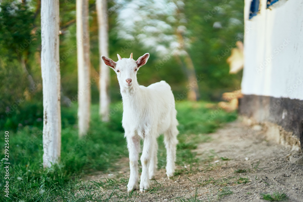 white goat on green grass white goat on green grass