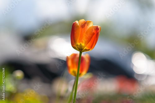 Tulip in a meadow in the grass on a sunny summer day. Photographed close up.