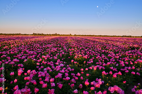 Wallpaper Mural Chinese herbaceous peony fields Torontodigital.ca