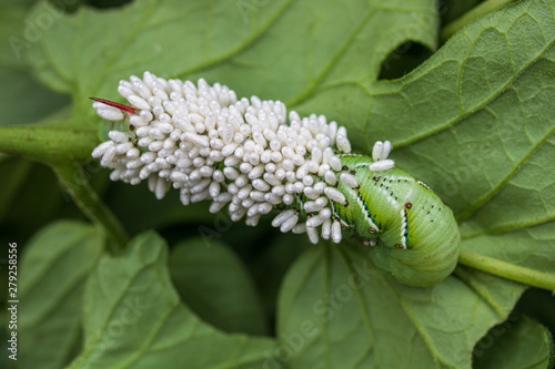 Braconid wasp cocoons on tomato hornworm