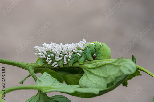Braconid wasp cocoons on tomato hornworm photo