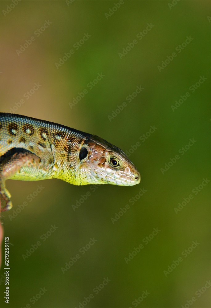 Fototapeta premium the head of a common lizard