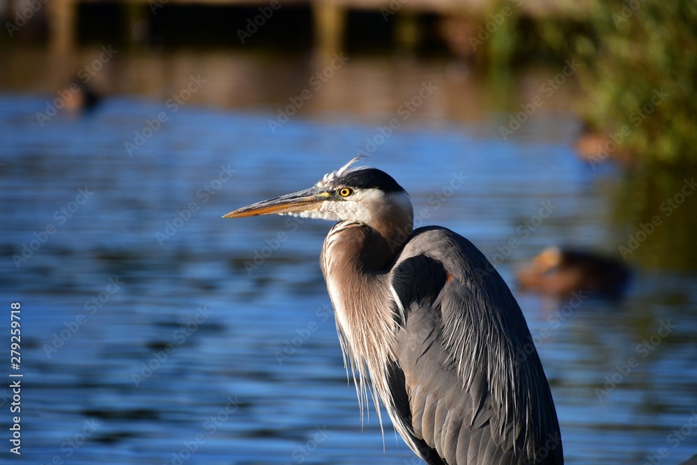 A closeup of Great Blue Heron perching on the pier. Burnaby lake BC Canada A closeup of Great Blue Heron perching on the pier. Burnaby lake BC Canada