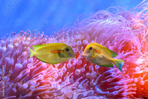 The amazing diversity of sea anemone and sea fish photo