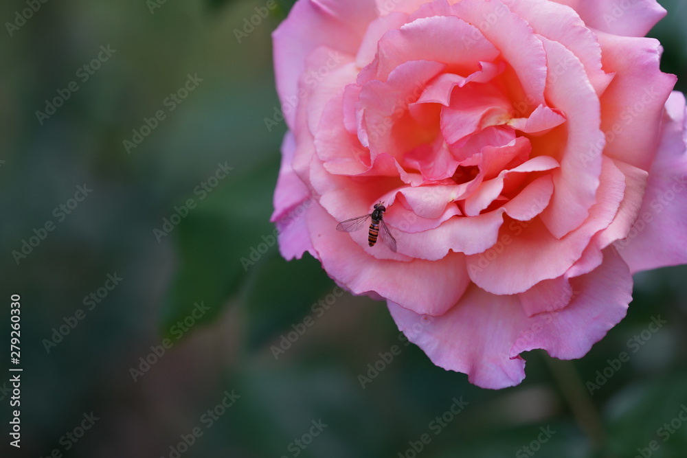 real wild roses attract real fast insects real wild roses attract real fast insects
