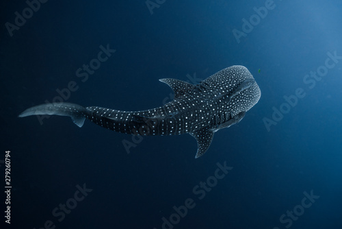 Juvenile Whale Shark from above