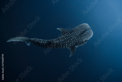 Fototapeta Naklejka Na Ścianę i Meble -  Juvenile Whale Shark from above