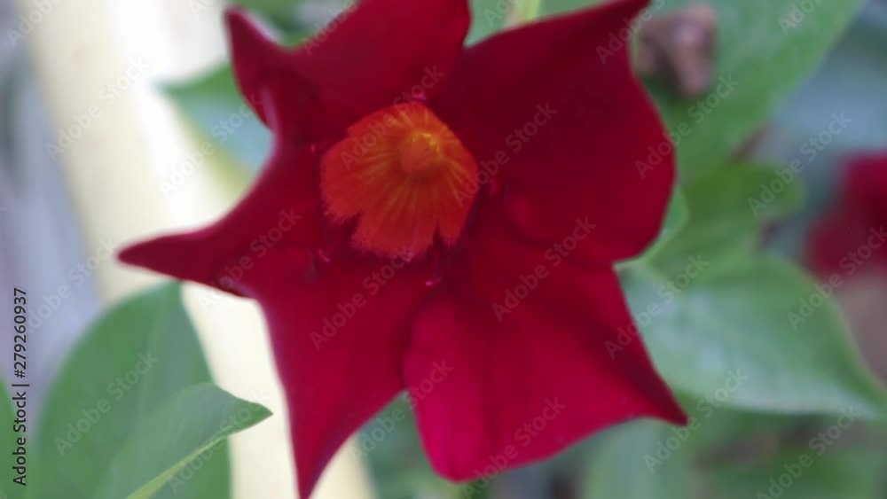 MANDEVILLA ROCKTRUMPET Flower Close Up Shot MANDEVILLA ROCKTRUMPET Flower Close Up Shot