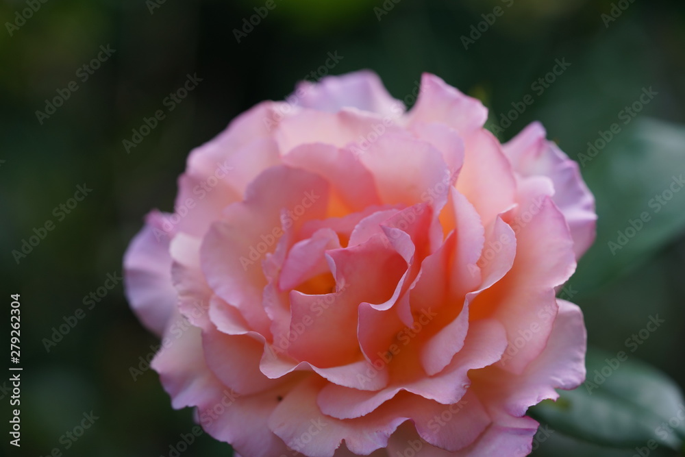 real wild roses attract real fast insects real wild roses attract real fast insects