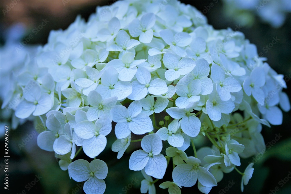 アジサイ 白 花 アジサイ 白 花