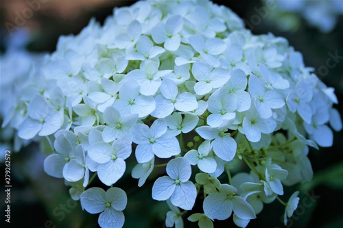 アジサイ　白　花
