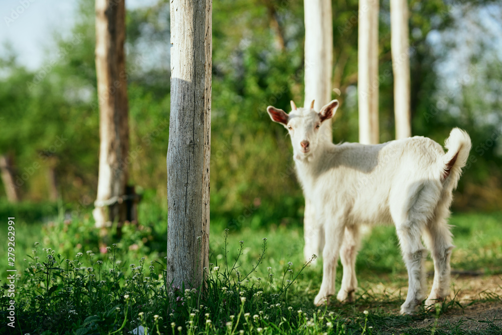 Obraz premium white goat in the garden
