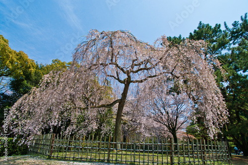 Scientific name is Cerasus itosakura (Sieb.) Masam. & Suzuki f. itosakura