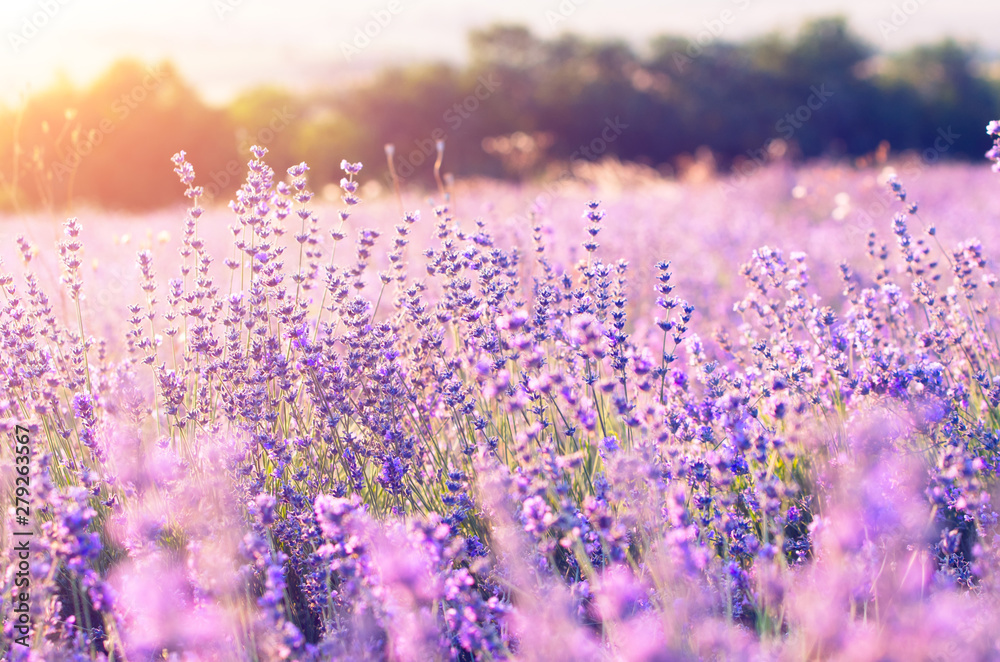 Naklejka premium Bright sunlight at sunset on a lavender field.
