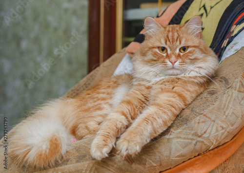 fluffy red cat lies in a home chair