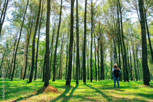 An asian female traveler with a hat and backpack standing back and looking into a beautiful pine woods