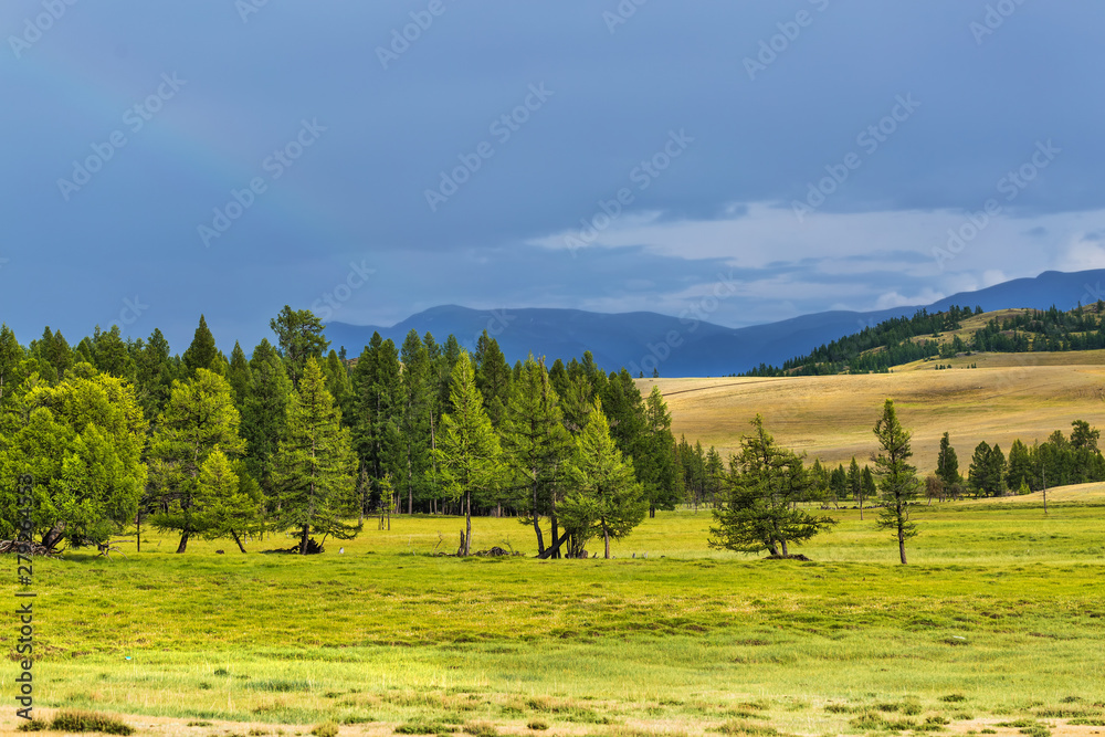 Fototapeta premium Kurai steppe and larch. mountain Altai