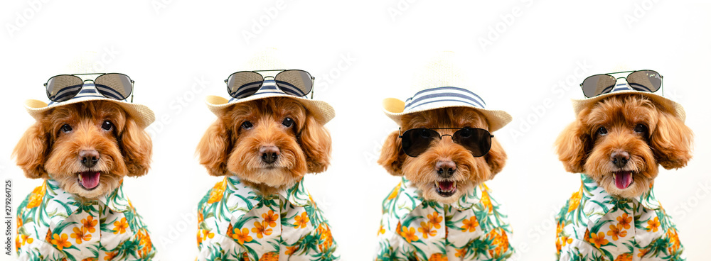 Expression faces of an adorable brown toy Poodle dog wears hat with sunglasses and Hawaii dress for summer season on white background. Expression faces of an adorable brown toy Poodle dog wears hat with sunglasses and Hawaii dress for summer season on white background.