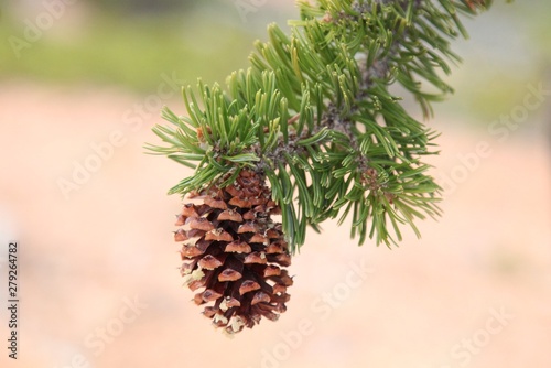 Intermountain Bristlecone Pine  Pinus longaeva  cone in Dixie National Forest  Utah
