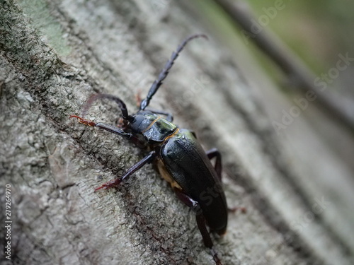 Longhorn beetle © Minoru