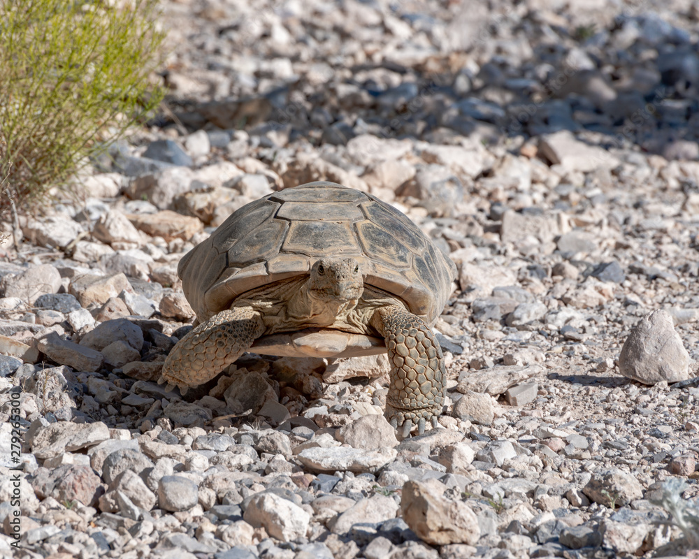 USA, Nevada, Clark County, Red Rock National Conservation Area. Agassiz's desert tortoise (Gopherus agassiz). The slow and steady animal symbol of the Mojave.